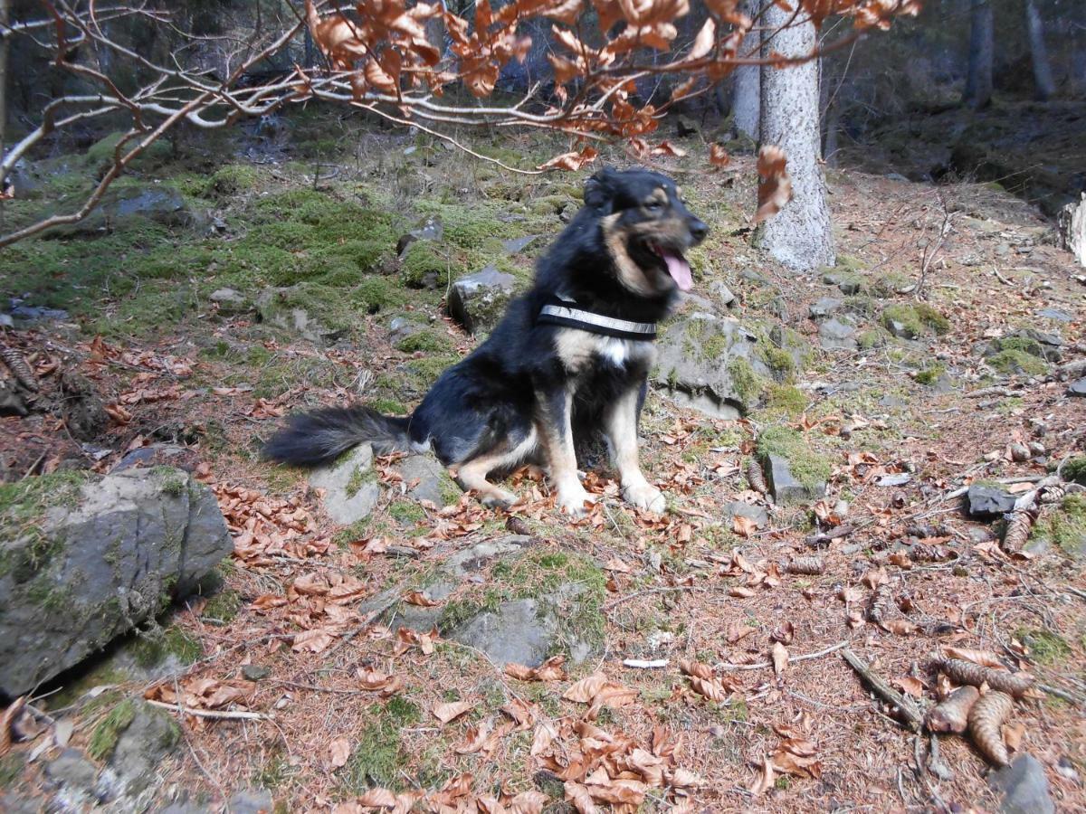 Mountain Διαμέρισμα Alleghe Εξωτερικό φωτογραφία